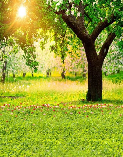 Abphoto Polyester X Ft Landscape Tree Grass Flowers Lawn Sun