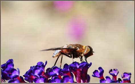 Ligyra Gazophylax Large And Loud Tdlucas5000 Flickr