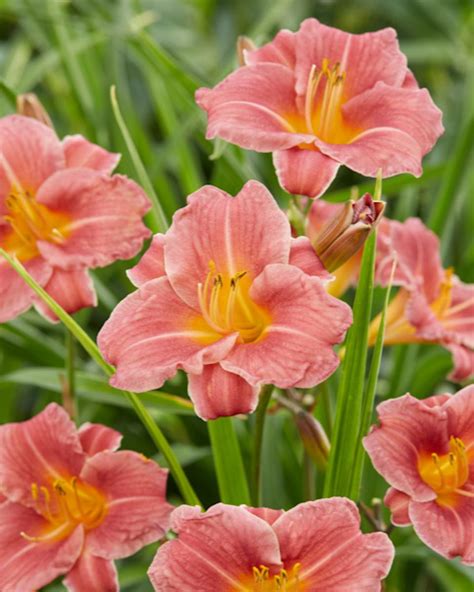 Endlesslily Coral Daylily Hemerocallis Fulva DHEMCORAL PPAF