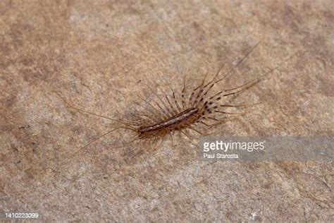 34 Scutigera Coleoptrata Stock Photos, High-Res Pictures, and Images ...