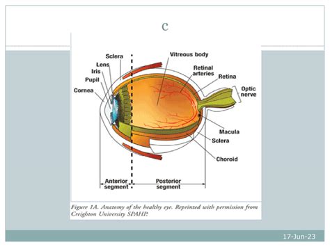 SOLUTION: Anatomy of vitreous - Studypool