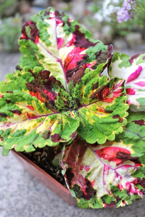 Coleus Kong Mosaic Young Coleus Kong Mosaic Purchased Flickr