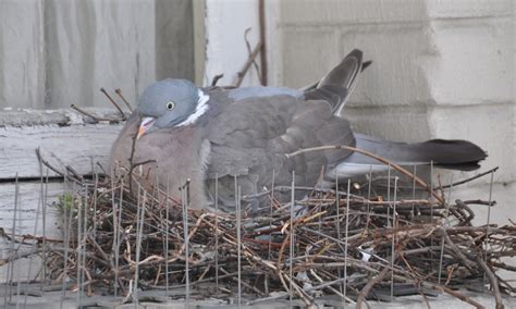 Pigeon Nest On A Ledge