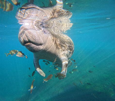 Photos — Manatee Swim Center