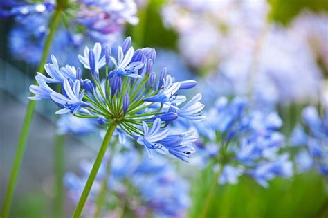 101 Things That Are Blue In Nature Visual List