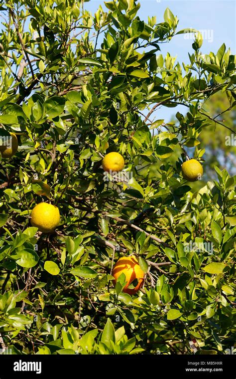 Citrus Grove Hi Res Stock Photography And Images Alamy