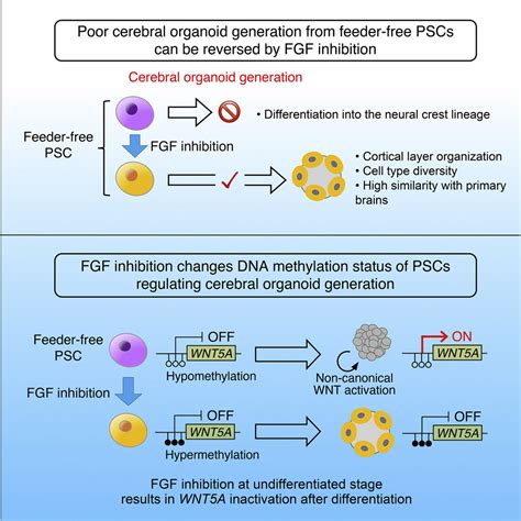 Human Pscs Determine The Competency Of Cerebral Organoid