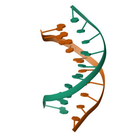 3d Dna Model Labeled