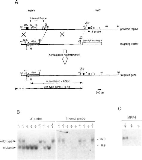 PDF Inactivation Of The Myogenic BHLH Gene MRF4 Results In Up