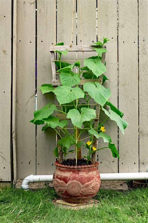 Growing Cucumbers In A Pot Growfully