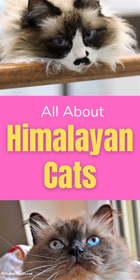 Discover Everything You Need To Know About The Himalayan Cat And If