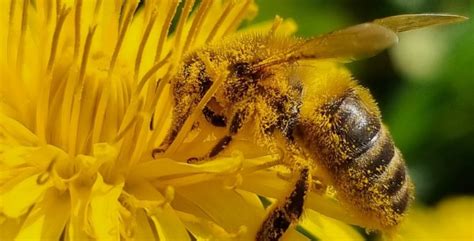 Quel Est Le R Le Des Abeilles Dans La Pollinisation Les Dorloteurs