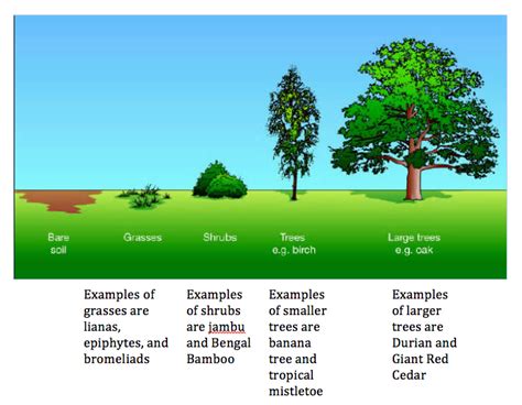 Succession - Tropical Rainforests