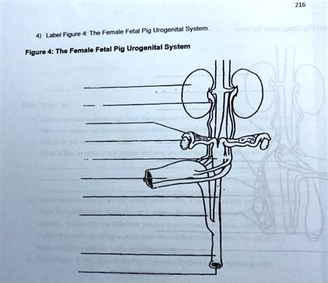 SOLVED 216 Label Figure The Female Fetal Pig Urogenital System Figure