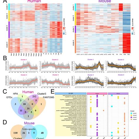 Expression Patterns Of Ubrs During Testis Development A Expression Download Scientific