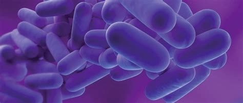 Legionella Cos Diffusione E Linee Guida Gwa Gima Water Air