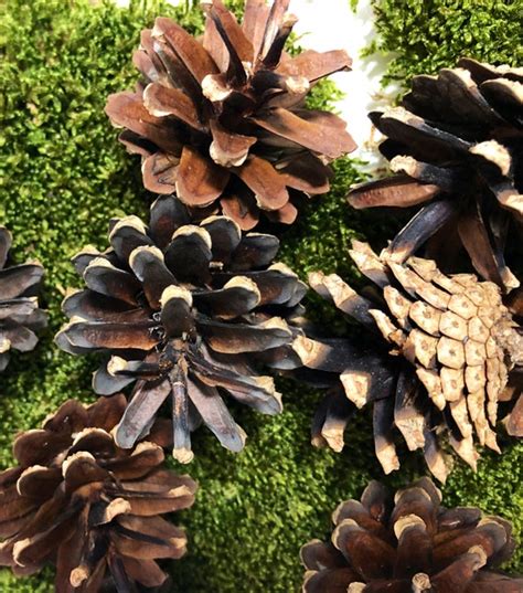 Scots Pine Cones Scotch Pine pinus Sylvestris Pinecones for | Etsy