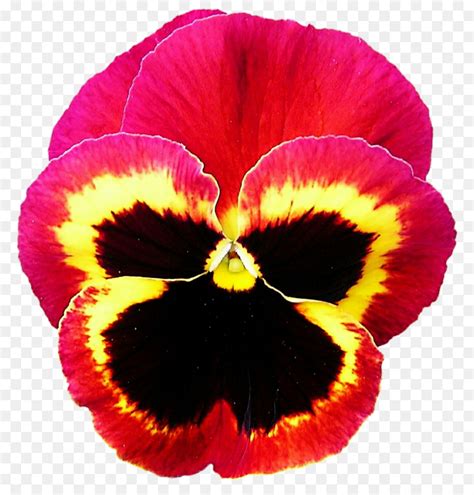 Pansy Violeta Planta Anual png transparente grátis