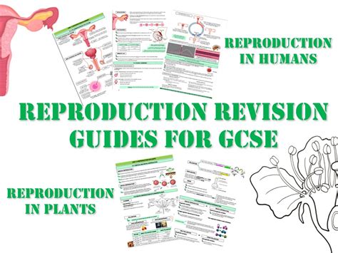 Gcse Reproduction In Plants And Humans Revision Guide Teaching Resources