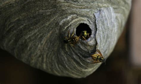 Texas Wasps To Know And Appreciate Native Backyards