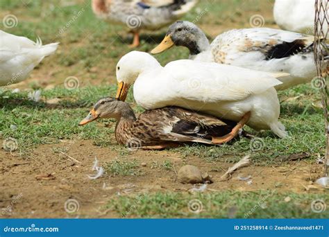 Mallard Ducks Mating In A Farm Fight For Supremacy Stock Photo Image