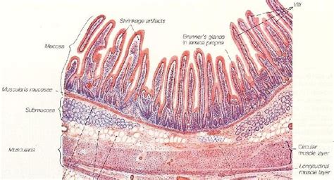 Health: General Histology of Gut