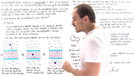 Permeability Of Cell Membrane Youtube