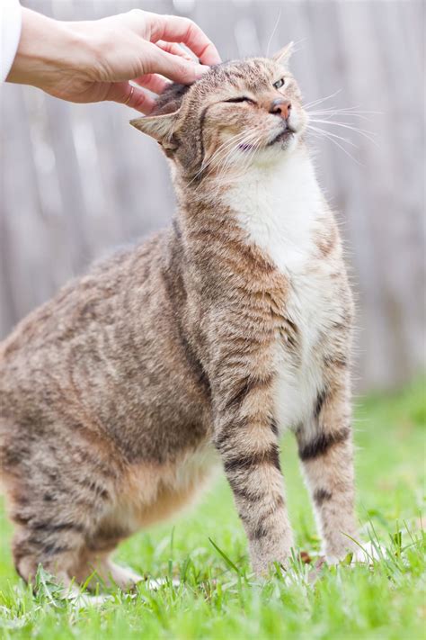 Why Do Cats Like Butt Pats Common Reasons