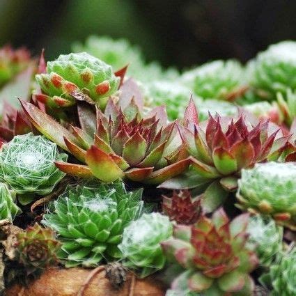 Sebo Sempre Viva - Sempre viva ( Sempervivum ssp. )