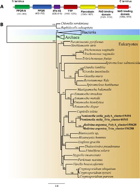 Phylogenetic And Functional Domain Analysis Of The Anaerobic Metabolic