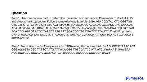 Solved Part C Use Your Codon Chart To Determine The Amino Acid