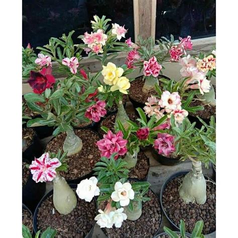 Jual Tanaman Adenium Bunga Tumpuk Size A Cantik Shopee Indonesia