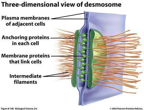 desmosomes - Google Search | Plasma membrane, Cell membrane, Cell ...