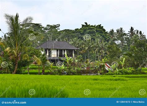 House In Rice Field Stock Image Image Of Fields Farm 12841873