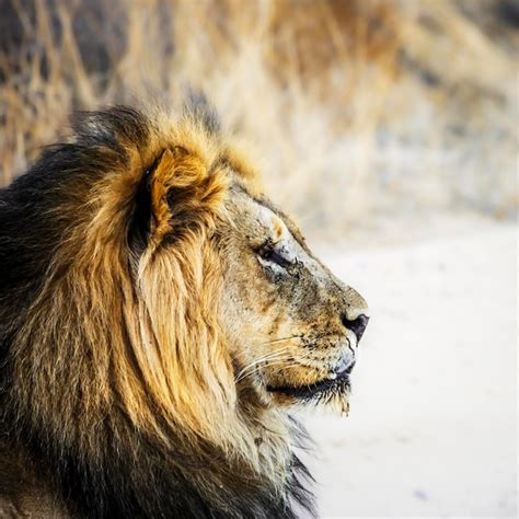 Portrait de la crinière noire du lion africain mâle dans le parc