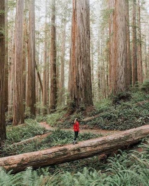 Redwood National And State Parks Renee Roaming Adventure Wanderlust