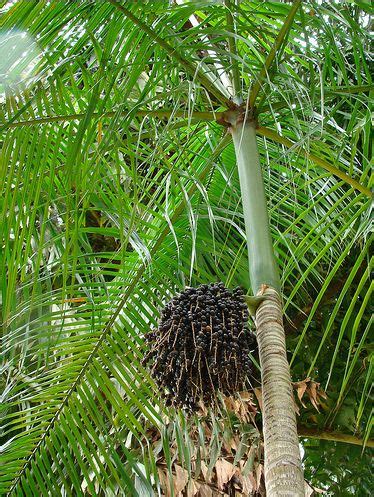 Pin By Arnaldo Artigas On Rvores Acai Palm Tree Acai Tree Acai Palm