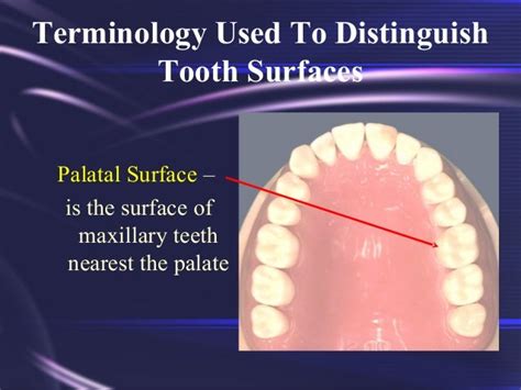 Tooth Morphology Basics