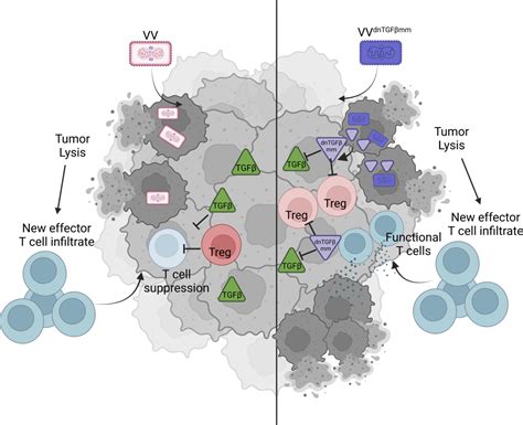 Oncolytic Viruses Can Induce A Cold Tumor To Heat Up And Improve The