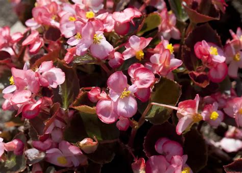 Eisbegonien Begonia Semperflorens