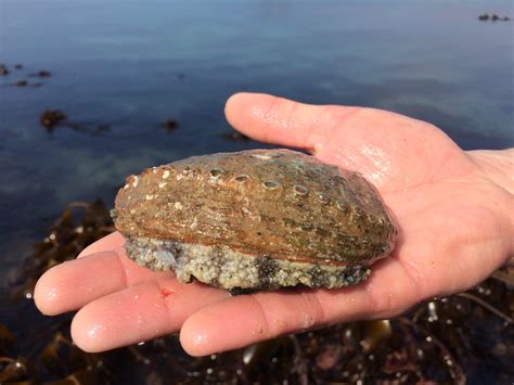 Smash Fishing On Twitter Coastal Foraging Video Being Uploaded In