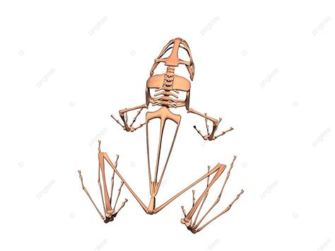 bony skeleton   sitting frog skeleton common frog bone photo