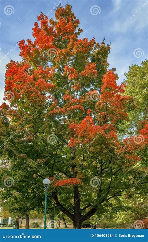 Acer Rubrum In Autumn Stock Photo Image Of Garden Acer 106408584