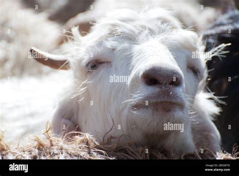 White kashmir (pashmina) goat from Indian highland farm in Ladakh Stock ...