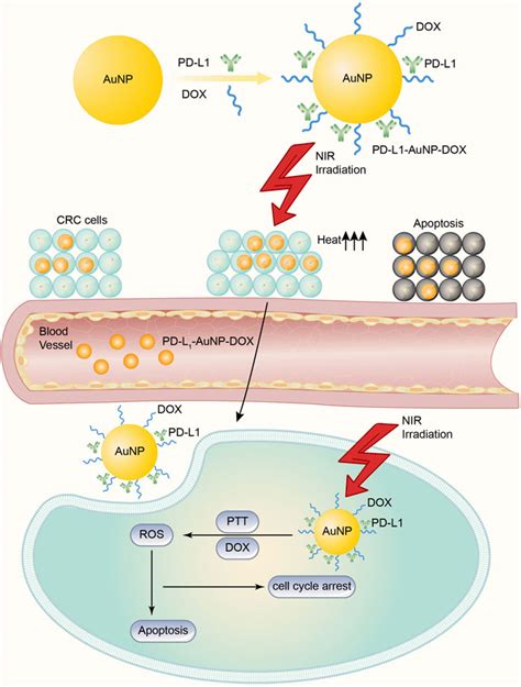 Frontiers The Application Of And Strategy For Gold Nanoparticles In