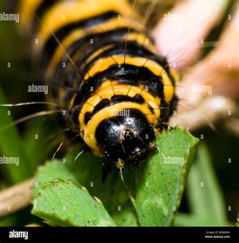Cinnabar Moth Caterpillar Stock Photo Alamy