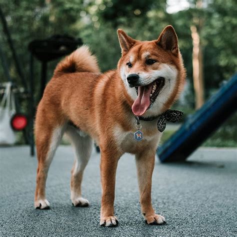 Etiquetas De Perro Personalizadas Para Mascotas Etiquetas De Perro