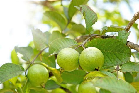 Guava Tree Image