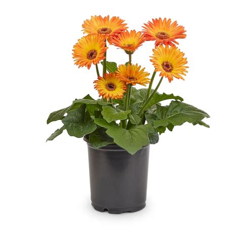 Lowes Multicolor Gerbera Daisy In 125 Quart Pot Nursery At