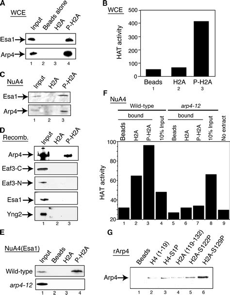 Binding Of Chromatin Modifying Activities To Phosphorylated Histone H2A